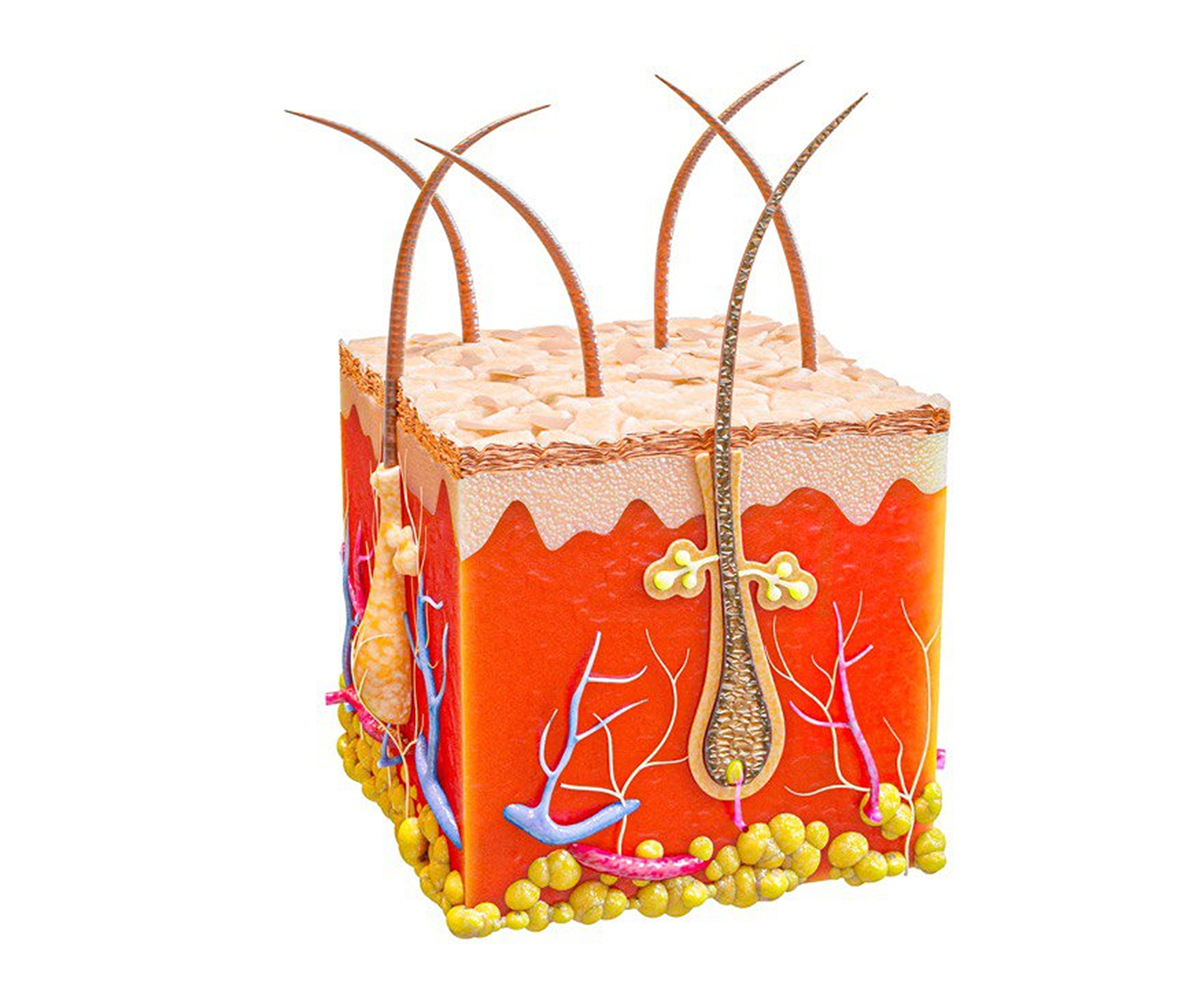 italwax1